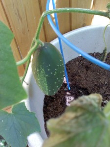 get-attachment-1 A Boston Pickling cucumber on the vine